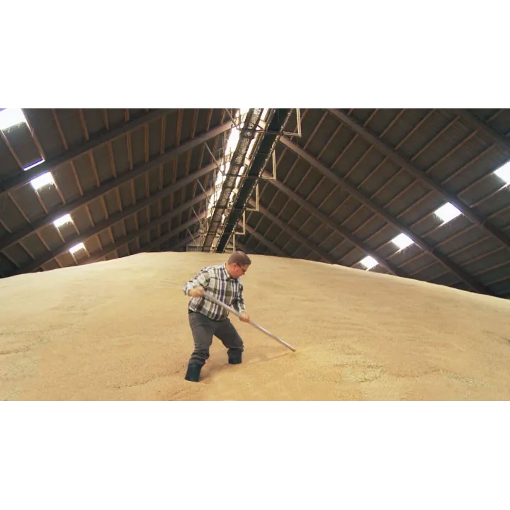 Homme prélevant le grain