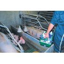 Servante de Soins Vétérinaire à main LA GEE dans un élevage de porc