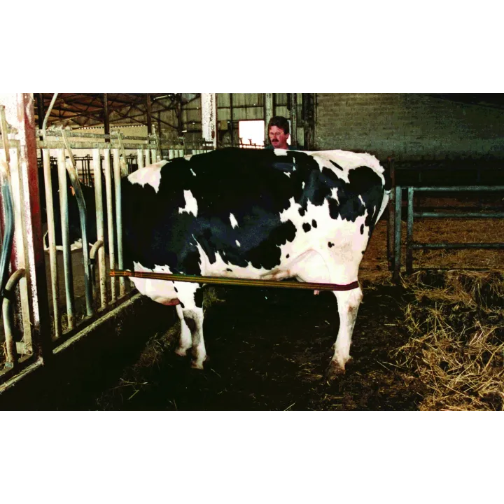 Sangle sécurité d’élevage anti coup-de-pied l Sécurama