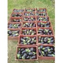 CNTT 34 Litres caisses empilables couleur brique aubergine