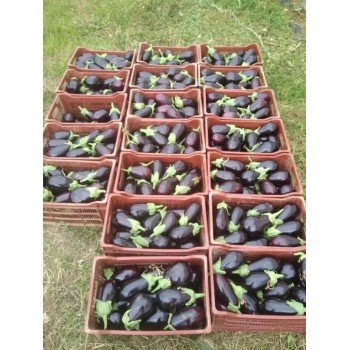 CNTT 34 Litres caisses empilables couleur brique aubergine