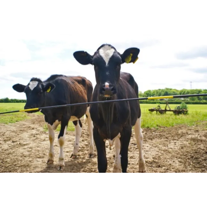 Bovin derrière portillon électrique