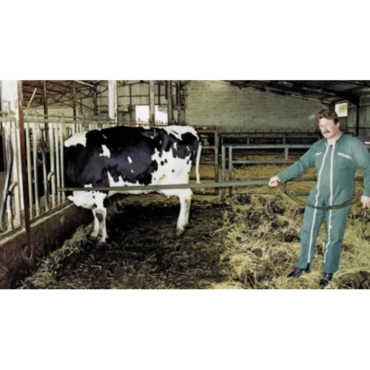 Sangle sécurité anti coup-de-pied SECURITEX l Sécurama