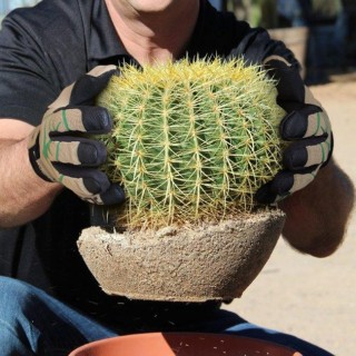 Gant anti-épines et piqures HexArmor® ThornArmor® 3092 - cactus